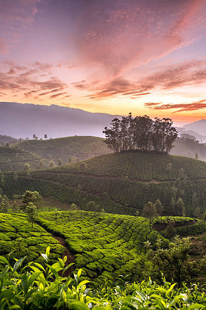 best place to visit munnar